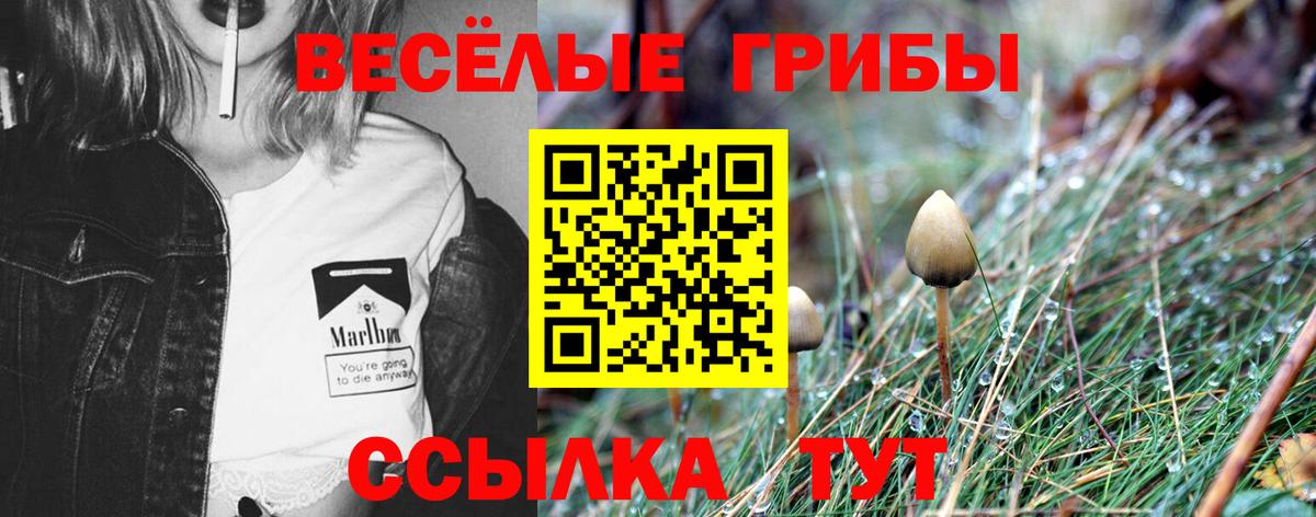 Галлюциногенные грибы Psilocybine cubensis Егорьевск